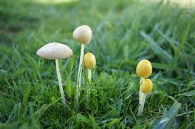 Attēlu rezultāti vaicājumam “Bolbitius vitellinus”