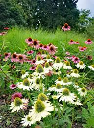 Attēlu rezultāti vaicājumam “Echinacea purpurea flower”