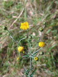 Attēlu rezultāti vaicājumam “Hieracium umbellatum”