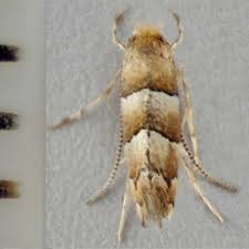 Attēlu rezultāti vaicājumam “Phyllonorycter nicellii”