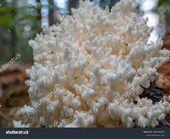 Attēlu rezultāti vaicājumam “Hericium coralloides”