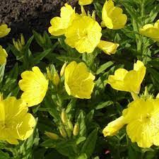 Image result for Oenothera biennis