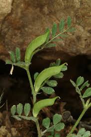 Attēlu rezultāti vaicājumam “Vicia lathyroides leaf”