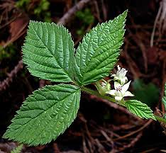 Attēlu rezultāti vaicājumam “Rubus saxatilis flower”