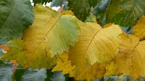 Attēlu rezultāti vaicājumam “Ulmus laevis leaf”