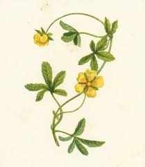 Attēlu rezultāti vaicājumam “Potentilla reptans”