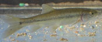 Image result for Mylopharodon conocephalus