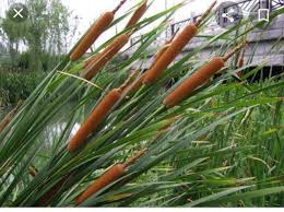 Attēlu rezultāti vaicājumam “Typhaceae”