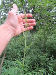 Attēlu rezultāti vaicājumam “Agrimonia pilosa bud”