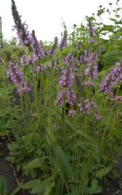 Attēlu rezultāti vaicājumam “Stachys officinalis”