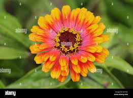 Image result for Zinnia violacea