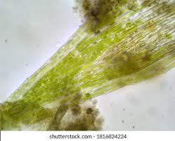 Attēlu rezultāti vaicājumam “Elodea canadensis leaf”