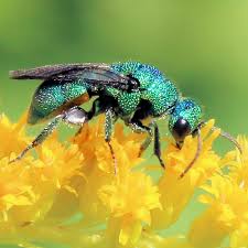 Attēlu rezultāti vaicājumam “Hedychrum sp.”