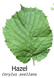 Attēlu rezultāti vaicājumam “Corylus avellana leaf”