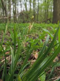 Attēlu rezultāti vaicājumam “Carex sylvatica flower”