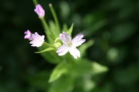 Attēlu rezultāti vaicājumam “Epilobium montanum”