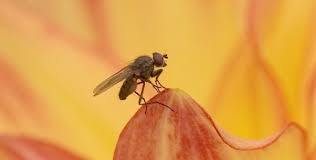 Attēlu rezultāti vaicājumam “Drosophila melanogaster”