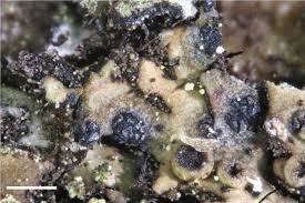 Attēlu rezultāti vaicājumam “Cliostomum corrugatum”