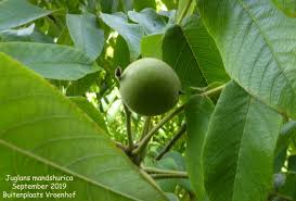 Attēlu rezultāti vaicājumam “Juglans mandshurica”