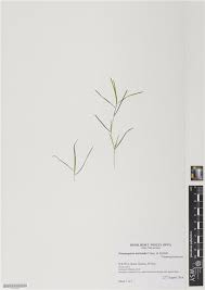 Attēlu rezultāti vaicājumam “Potamogeton trichoides”