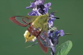 Attēlu rezultāti vaicājumam “Hemaris fuciformis”