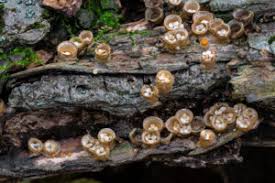 Attēlu rezultāti vaicājumam “Physarum leucophaeum spores”