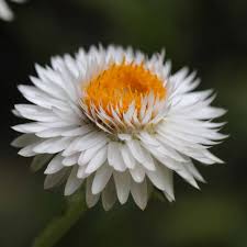 Image result for Strohblume