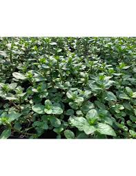 Attēlu rezultāti vaicājumam “Veronica beccabunga”