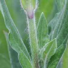 Attēlu rezultāti vaicājumam “Silene vulgaris leaf”