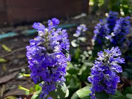 Attēlu rezultāti vaicājumam “Ajuga genevensis flower”
