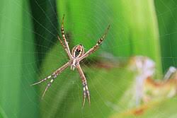 Image result for st andrews cross spider
