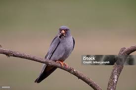 Attēlu rezultāti vaicājumam “Falco vespertinus”