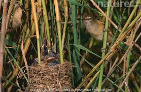 Attēlu rezultāti vaicājumam “Acrocephalus arundinaceus adult”