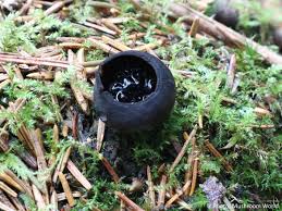 Attēlu rezultāti vaicājumam “Pseudoplectania nigrella”