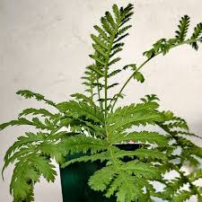 Attēlu rezultāti vaicājumam “Tanacetum vulgare leaf”