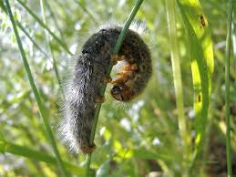 Attēlu rezultāti vaicājumam “Lasiocampa trifolii male”