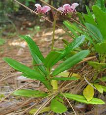 Attēlu rezultāti vaicājumam “Chimaphila umbellata”
