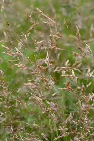Attēlu rezultāti vaicājumam “Agrostis capillaris”