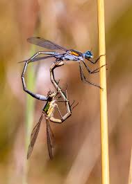 Attēlu rezultāti vaicājumam “Lestes sponsa”