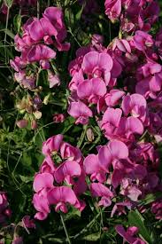 Attēlu rezultāti vaicājumam “Lathyrus latifolius”