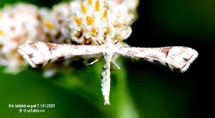 Attēlu rezultāti vaicājumam “Platyptilia tesseradactyla”