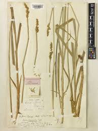 Attēlu rezultāti vaicājumam “Carex vulpina”