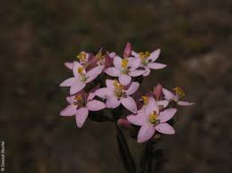 Attēlu rezultāti vaicājumam “Centaurium erythraea bud”