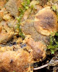 Attēlu rezultāti vaicājumam “Rigidoporus crocatus”