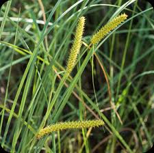 Attēlu rezultāti vaicājumam “Carex rostrata”