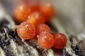 Attēlu rezultāti vaicājumam “Nectria peziza”