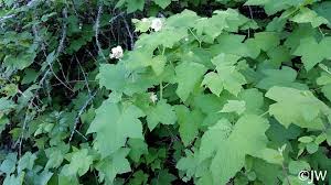 Attēlu rezultāti vaicājumam “Rubus parviflorus leaf”