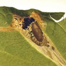 Attēlu rezultāti vaicājumam “Tischeria complanella larva”