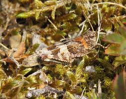Attēlu rezultāti vaicājumam “Oedipoda caerulescens”