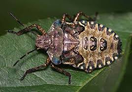 Attēlu rezultāti vaicājumam “Pentatoma rufipes”